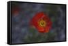 single poppy seed blossom bright red,-Nadja Jacke-Framed Stretched Canvas