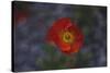 single poppy seed blossom bright red,-Nadja Jacke-Stretched Canvas