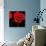 Single Poppy-Tom Quartermaine-Giclee Print displayed on a wall