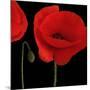 Single Poppy-Tom Quartermaine-Mounted Giclee Print