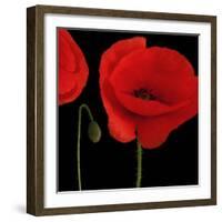 Single Poppy-Tom Quartermaine-Framed Giclee Print