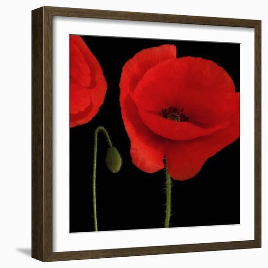 Single Poppy-Tom Quartermaine-Framed Giclee Print