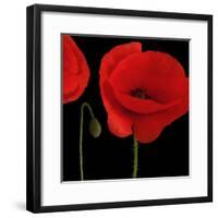 Single Poppy-Tom Quartermaine-Framed Giclee Print