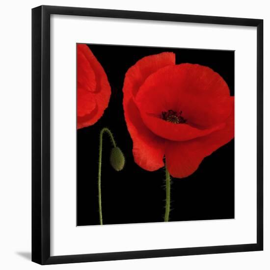 Single Poppy-Tom Quartermaine-Framed Giclee Print