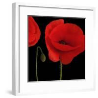 Single Poppy-Tom Quartermaine-Framed Giclee Print