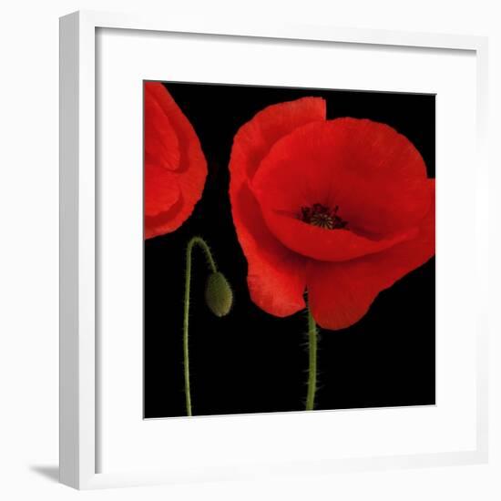 Single Poppy-Tom Quartermaine-Framed Giclee Print