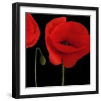 Single Poppy-Tom Quartermaine-Framed Giclee Print