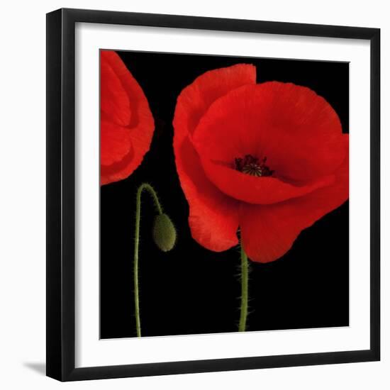 Single Poppy-Tom Quartermaine-Framed Giclee Print