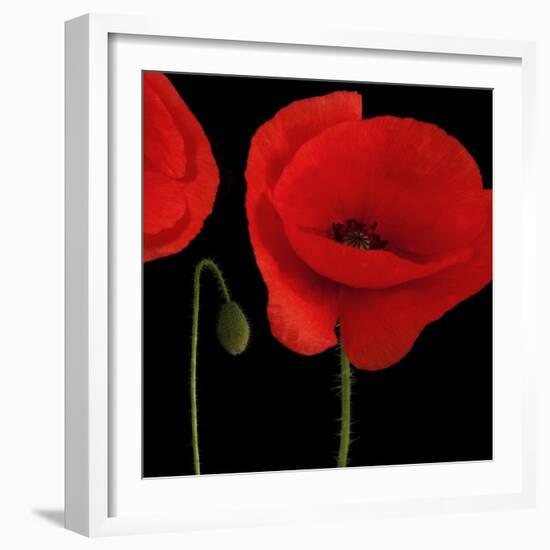 Single Poppy-Tom Quartermaine-Framed Giclee Print