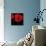 Single Poppy-Tom Quartermaine-Framed Stretched Canvas displayed on a wall