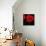 Single Poppy-Tom Quartermaine-Framed Stretched Canvas displayed on a wall