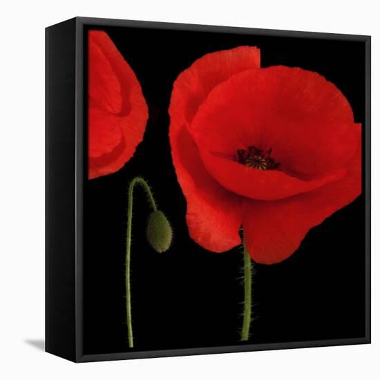 Single Poppy-Tom Quartermaine-Framed Stretched Canvas