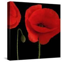 Single Poppy-Tom Quartermaine-Stretched Canvas