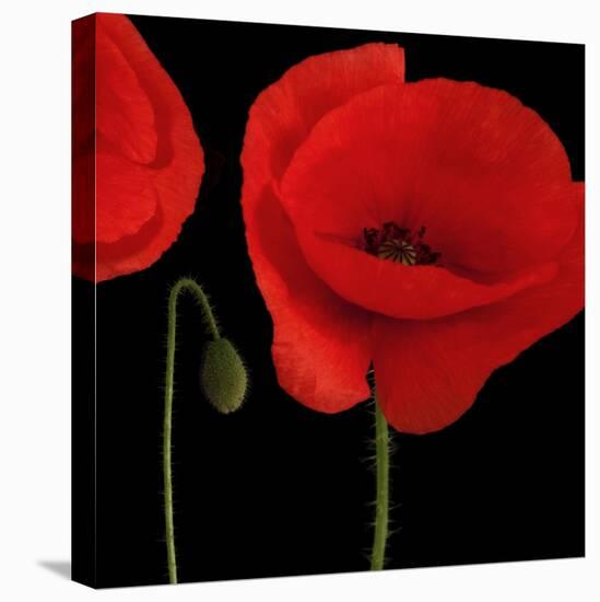 Single Poppy-Tom Quartermaine-Stretched Canvas