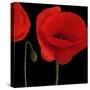 Single Poppy-Tom Quartermaine-Stretched Canvas