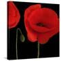 Single Poppy-Tom Quartermaine-Stretched Canvas