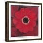 Single Red Anemone-Ivo-Framed Art Print