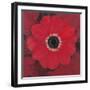 Single Red Anemone-Ivo-Framed Art Print