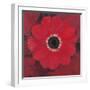 Single Red Anemone-Ivo-Framed Art Print