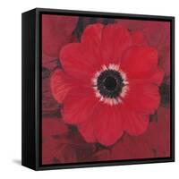 Single Red Anemone-Ivo-Framed Stretched Canvas