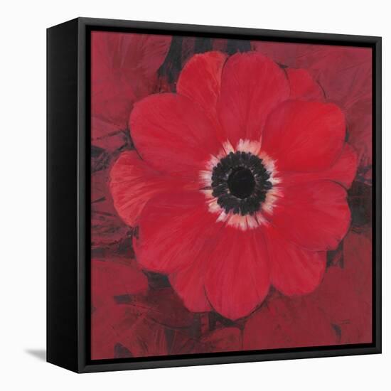 Single Red Anemone-Ivo-Framed Stretched Canvas