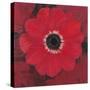 Single Red Anemone-Ivo-Stretched Canvas