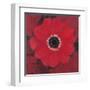 Single Red Anemone-Ivo-Framed Art Print