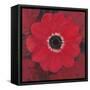 Single Red Anemone-Ivo-Framed Stretched Canvas