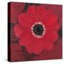 Single Red Anemone-Ivo-Stretched Canvas