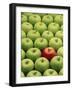 Single Red Apple Among a Number of Green Apples-John Miller-Framed Photographic Print