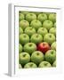 Single Red Apple Among a Number of Green Apples-John Miller-Framed Photographic Print