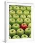 Single Red Apple Among a Number of Green Apples-John Miller-Framed Photographic Print