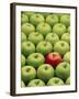 Single Red Apple Among a Number of Green Apples-John Miller-Framed Photographic Print