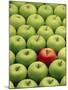 Single Red Apple Among a Number of Green Apples-John Miller-Mounted Photographic Print