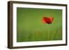 Single Red Poppy-Inguna Plume-Framed Photographic Print