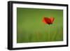 Single Red Poppy-Inguna Plume-Framed Photographic Print