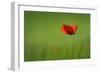 Single Red Poppy-Inguna Plume-Framed Photographic Print