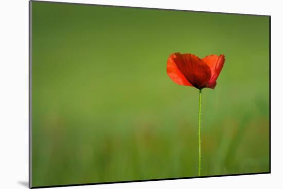 Single Red Poppy-Inguna Plume-Mounted Photographic Print