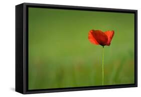 Single Red Poppy-Inguna Plume-Framed Stretched Canvas