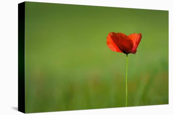Single Red Poppy-Inguna Plume-Stretched Canvas