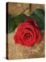 Single Red Rose on Stone Floor-Clive Nichols-Stretched Canvas