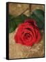 Single Red Rose on Stone Floor-Clive Nichols-Framed Stretched Canvas