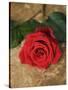 Single Red Rose on Stone Floor-Clive Nichols-Stretched Canvas