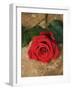 Single Red Rose on Stone Floor-Clive Nichols-Framed Photographic Print