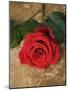 Single Red Rose on Stone Floor-Clive Nichols-Mounted Photographic Print