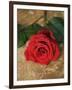 Single Red Rose on Stone Floor-Clive Nichols-Framed Photographic Print