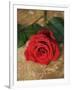 Single Red Rose on Stone Floor-Clive Nichols-Framed Photographic Print