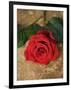 Single Red Rose on Stone Floor-Clive Nichols-Framed Photographic Print