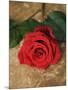 Single Red Rose on Stone Floor-Clive Nichols-Mounted Photographic Print