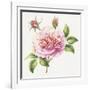 Single Rose 2-Janneke Brinkman-Salentijn-Framed Giclee Print